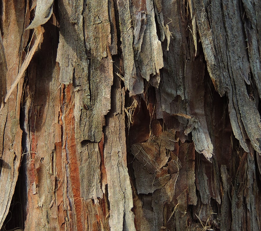cedar bark cedar bark