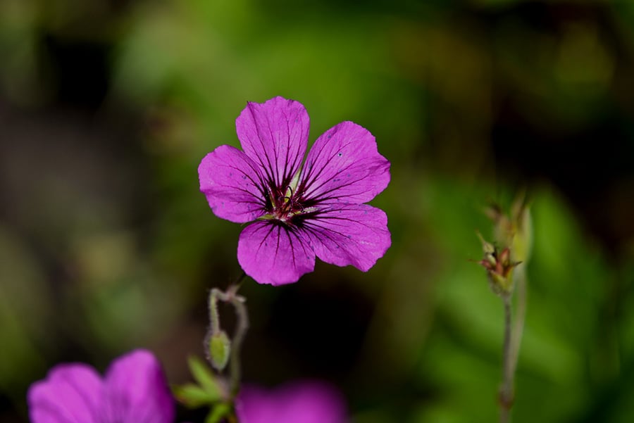 ingredient_Geranium-Oill ingredient_Geranium-Oill