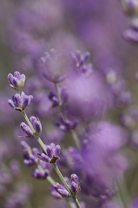 lavender 450 lavender 450